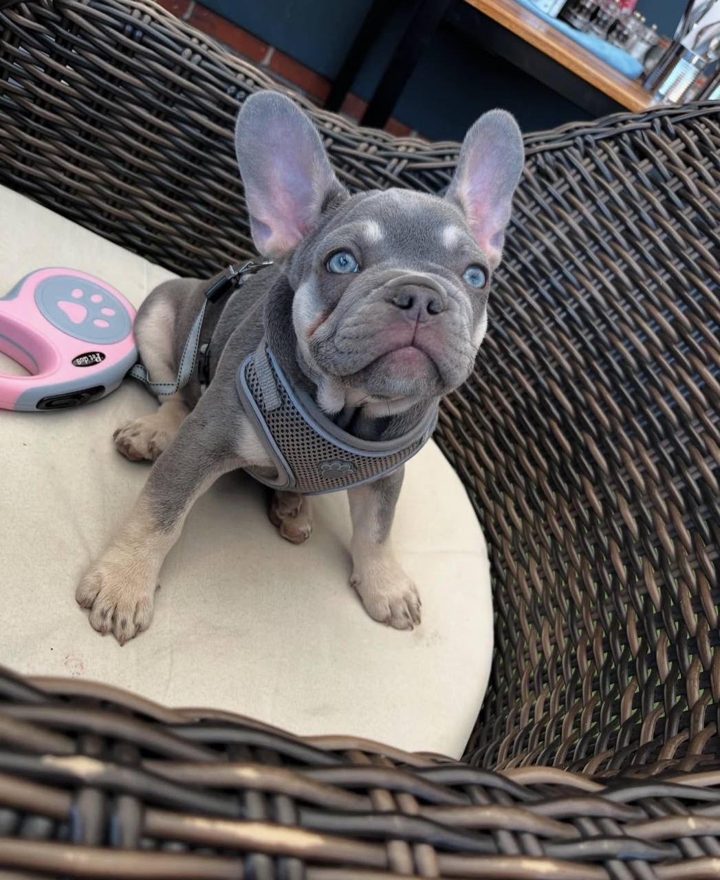 Hugo the French Bulldog